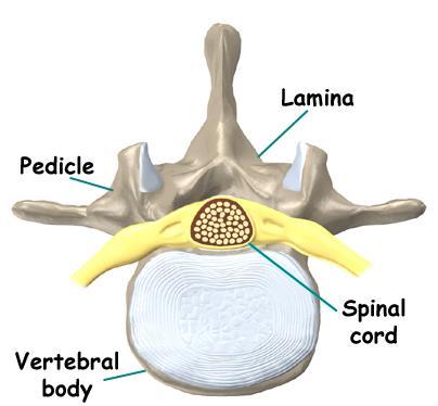 VERTEBRAE Each vertebrae is composed of: - A front segment