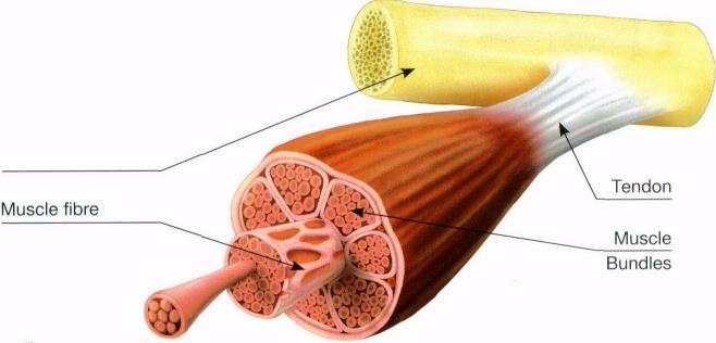 MUSCLES Muscles are formed by the binding together of small muscle fibres into bundles Nerve impulses cause
