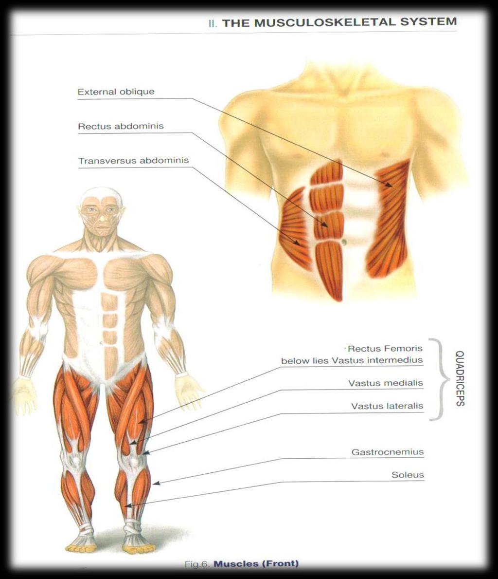 MUSCLES The back muscles provide the power for movement in the spine The abdominal muscles also