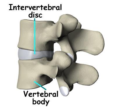 INTERVERTEBRAL DISCS Discs are located between the vertebrae Each disc has two functions - It forms a joint