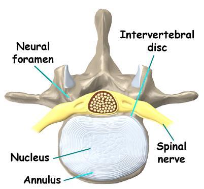 INTERVERTEBRAL DISCS The discs are composed of an outer part called the annulus, which surrounds