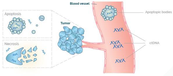 Liquid biopsy: focus on ctdna profiling DNA exists as a cell-free form in our blood (cfdna) Healthy person: low concentration of cfdna o Dead cells are cleared afterwards Tumor patient: higher levels