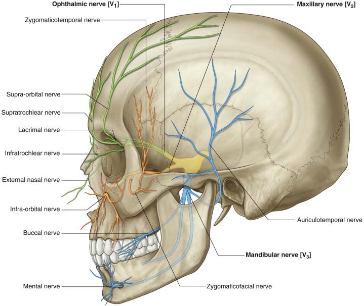 Mandibular nerve [V 3 ] Exits skull through foramen ovale brr