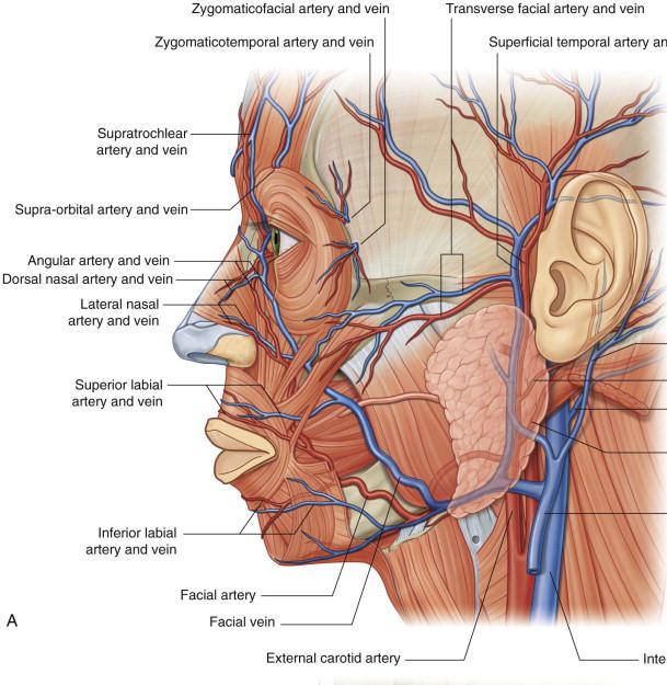 Arteries of face - 2 Ext carotid a Superficial temporal a Transverse facial