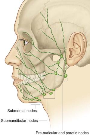 Lymphatic drainage of face Lymph on face drains toward: Medial part of lower lip and chin bilateral submental nodes (at inf and post to chin) Med corner of orbit, external nose, lat