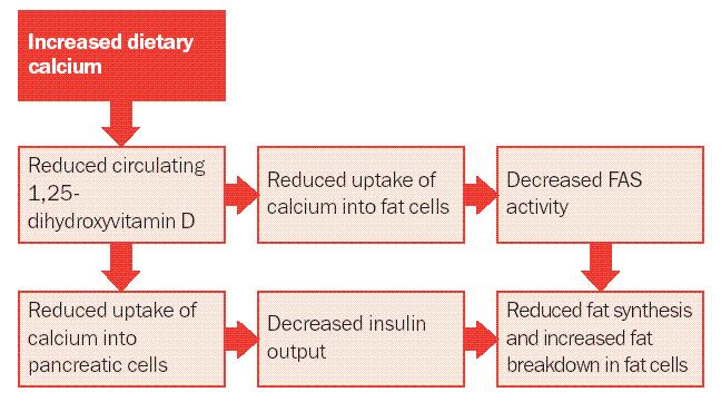 in turn reduces the rate at which calcium is transferred into cells, including fat cells and pancreatic cells. *Source: www.pponline.co.uk/encyc/calcium-metabolism-1043 Fig 1.