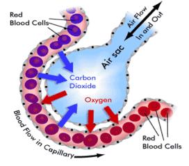Adaptations of alveoli Rich blood supply Moist to allow oxygen to dissolve and diffuse Permeable alveolar and capillary walls allows