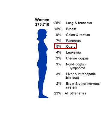 Introduction Ovarian Cancer Epidemiology: About 240,000 women are diagnosed