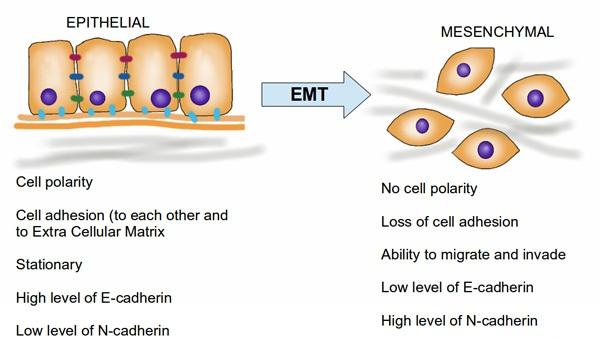Introduction Epithelial-mesenchymal transition (EMT): an abnormally activated during cancer metastasis