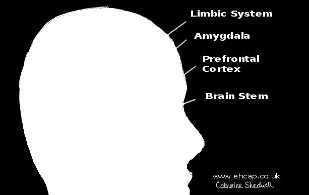 You can calm the emotion area of your brain (amygdala)
