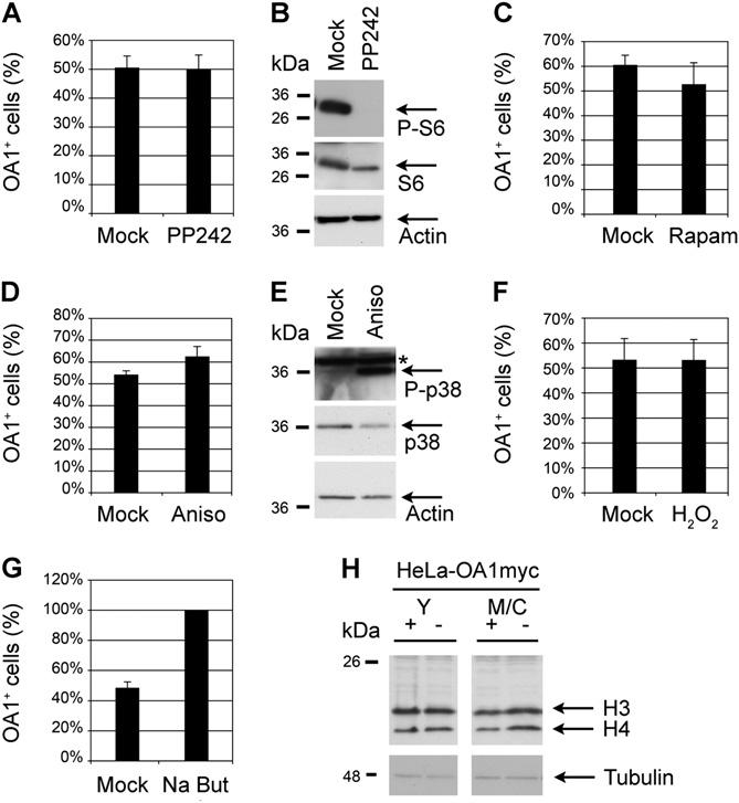 Fig. S2. Transgene up-regulation is not reproduced by mammalian target of rapamycin (mtor) inhibition or by p38 activation but by histone hyperacetylation.