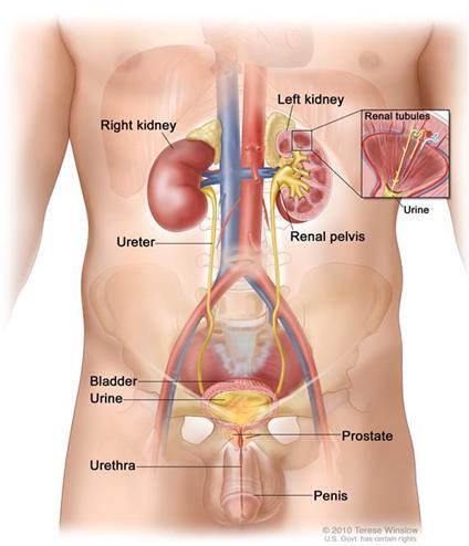OVERVIEW These pictures show the bladder and nearby organs in women and men. Adapted, with permission, from What to Know Bladder Cancer National Cancer Institute.