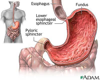 Layers of stomach muscle contract and churn the bolus of food with gastric juices to form a soupy liquid called chyme.