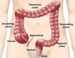Absorption is completed in the final part of the small intestine, the ileum. Substances that have not been digested or absorbed then pass into the large intestine.