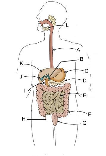 Digestion Diagram Labeling A. Esophagus B. Bile Duct C.Stomach D.Pancreas E. Small Intestine F.