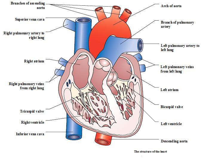 8 The heart The function of the heart is to maintain a constant flow of blood throughout the body. The heart is located in the thorax, slightly to the left side, between the lungs.