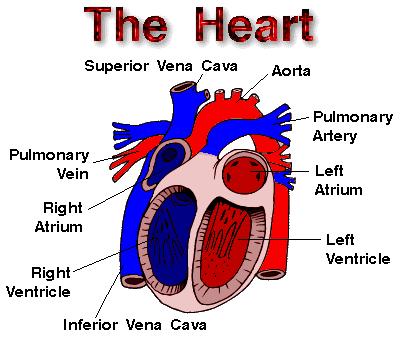 The Flow of Blood Blood in the heart flows to the lungs and the rest of the body in a specific direction.