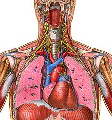 Ch 19: Cardiovascular System - The Heart - Give a detailed description of the superficial and internal anatomy of the heart, including the pericardium, the myocardium, and the cardiac muscle.