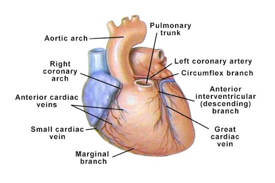 Coronary Circulation Coronary arteries: branch off the