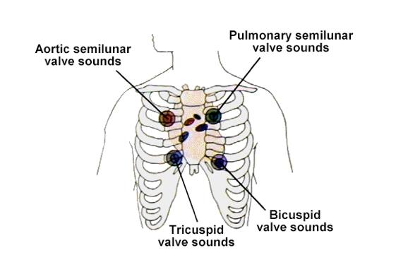 Auscultation of Heart Sounds: # 1 (Lub): at beginning of ventricular contraction, due to closure of