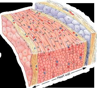 Structure of Heart Wall Epicardium = visceral Pericardium (serosa)