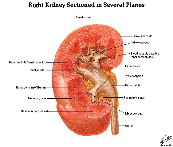 Kidney Return purified blood to the renal vein (vein from kidney