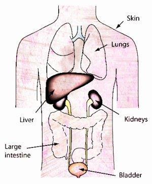 The Organs of the Excretory