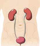 The Condit ion: Urinary Tract Obstruction Your urinary system consists of two kidneys, two ureters and the bladder. Your urinary system produces, stores, and eliminates urine.