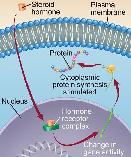 Steroid Hormones Soluble in lipids and therefore can diffuse through plasma membrane Bind to a