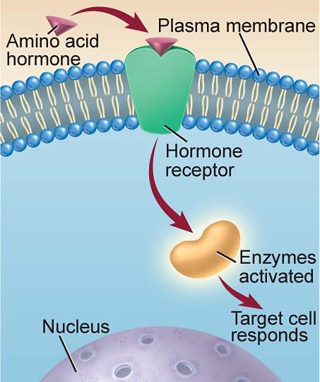 Amino Acid Hormones Nonsteroid hormones are composed of amino acids.
