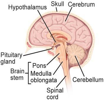Endocrine Glands and Their Hormones Pituitary gland Situated at the base of the brain (not