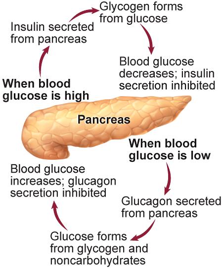 Pancreas Secretes the hormones insulin and