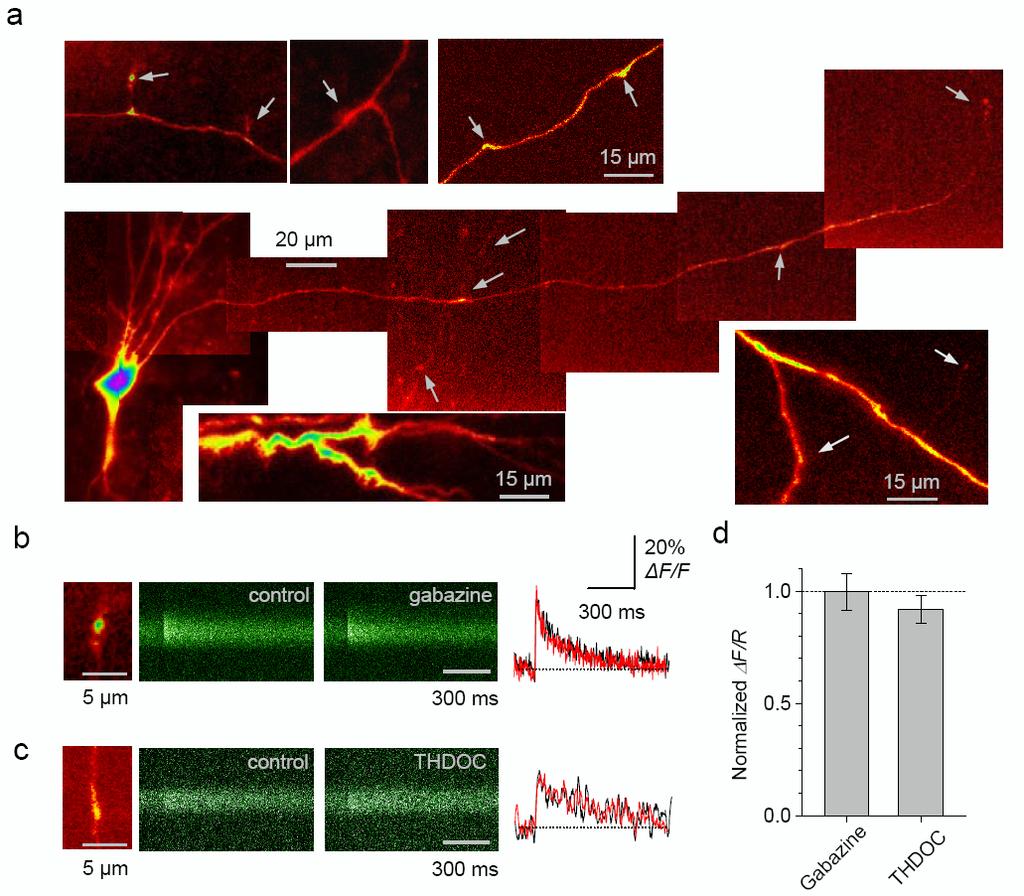 Suplementary Fig. 6. Gabazine and THDOC do not affect Ca 2+ transients in Schaffer collateral boutons. (a) Reconstruction of a CA3 pyramidal cell (Alexa Fluor 594 channel, λx = 800 nm) and axon.