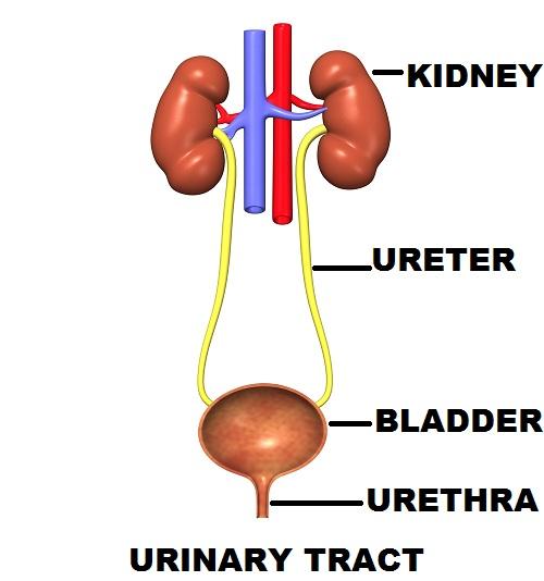 UTI Cystitis bladder infection/lower urinary tract Pyelonephritis kidney