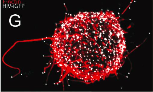 HOST-PATHOGEN CO-EVOLUTION THROUGH HIV-1 WHOLE GENOME ANALYSIS Somda&a Sinha