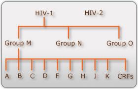 Human Immunodeficiency Virus (HIV) TYPES AND SUB-TYPES OF HIV Of the two types of HIV, the Type 1 virus (HIV-1) is more infectious