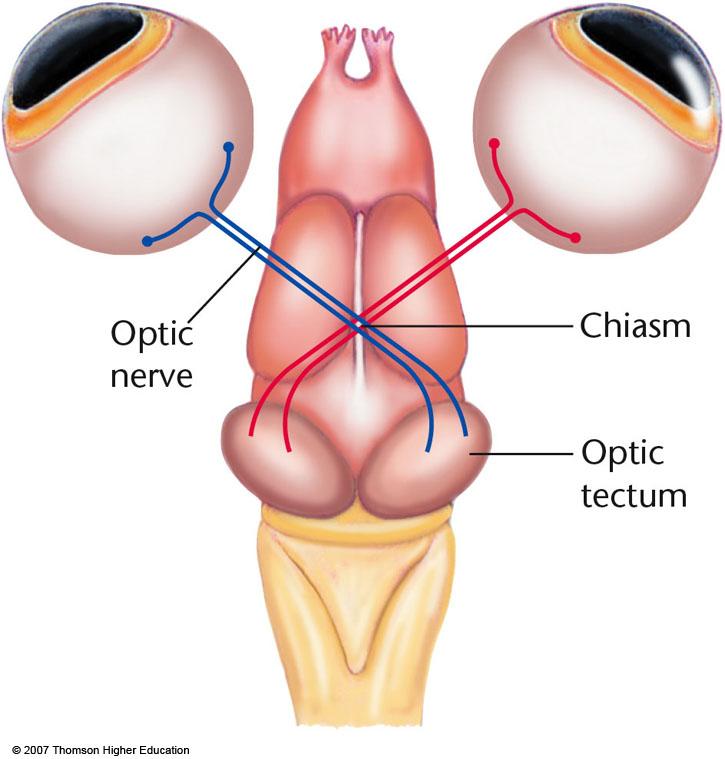 Retina, Optic Nerve & Optic Tectum in NEWTS (Amphibian) If cut Optic Nerve in some non-mammals