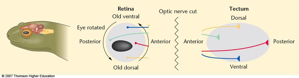 Local (Specific) Connections from Retina -> Optic