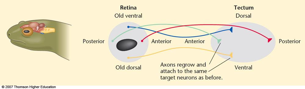 degrees, the old-ventral area of the Retina grows to