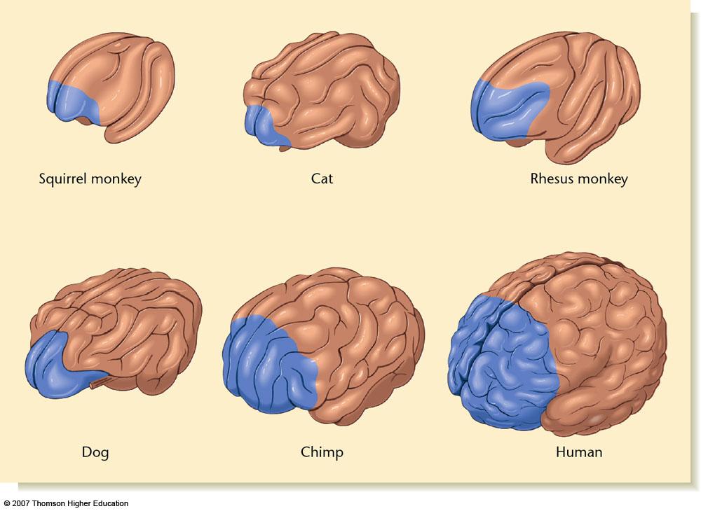 Evolution of the Brain Similarities across animals: Neurotransmitter types Differences across animals: Dominance of functional areas For example, Human and Non-Human Primates: large visual areas