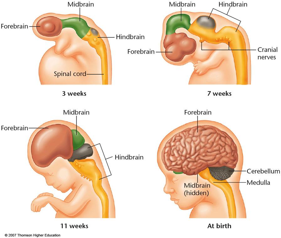 Brain Development During Gestation / At Birth At