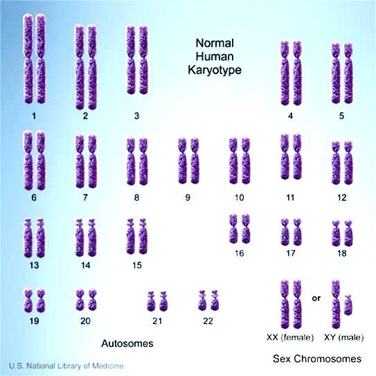 Monohybrid Crosses: Sex-Linked Traits Recall: people have pairs of Chromosomes to are called if a gene is found on chromosomes to, it is an if a gene on chromosomes to is responsible for a disorder