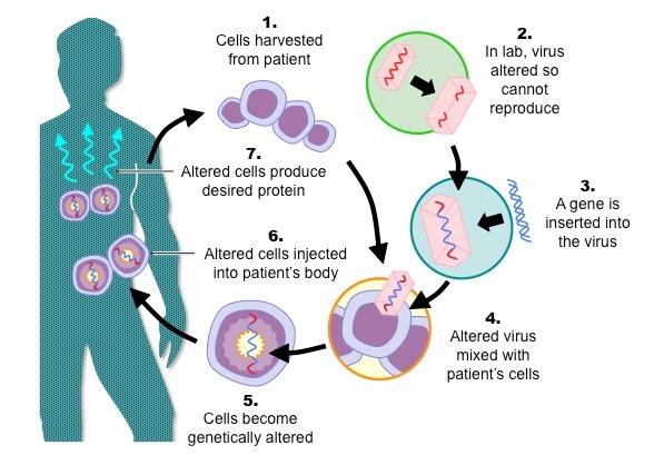 Using Genetics: Treating Genetic Disorders Gene Therapy: All traits (including ) are expressed through the production of.