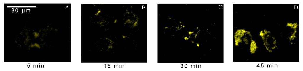 10. Fluorescent cell images of EDPS Fig.