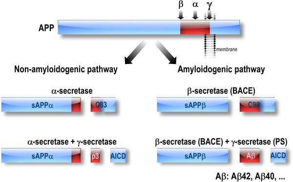 Beta Amyloid Plaque Beta amyloid plaques