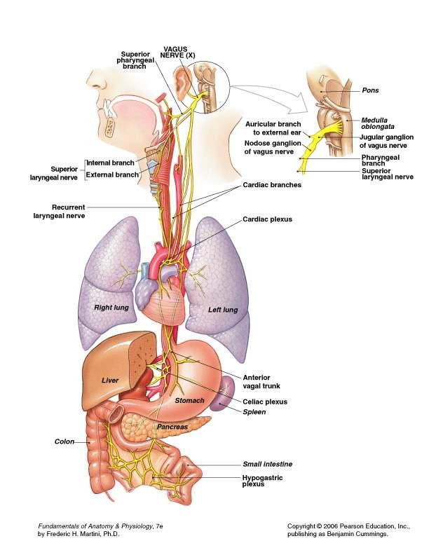 CN X: Vagus Nerve Originates in the medulla Function: Somatic Motor to muscles of pharynx and