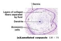 Pancinian Corpuscle (aka: Lamellated Corpuscle) Lie deep in the dermis