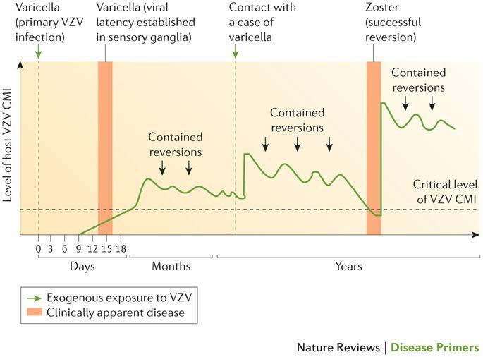 VZV(varicella-zoster virus) Human