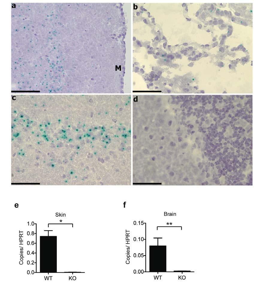 Supplementary Figure 2. IL-34 expression in different brain areas of Il34 LacZ/+ mice and lack of IL-34 expression in skin and brain of Il34 LacZ/LacZ (KO) mice.