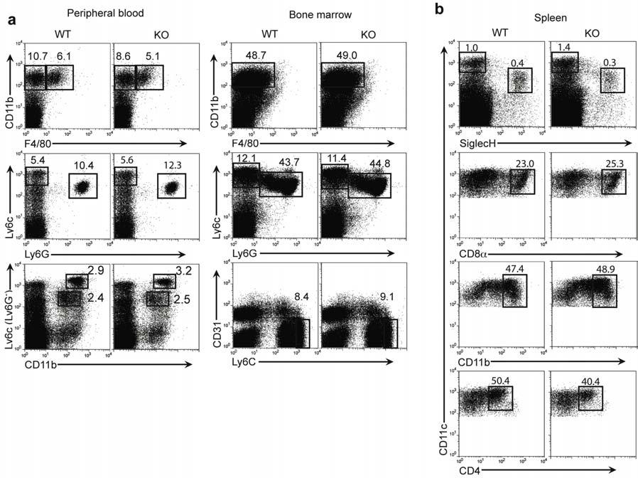 Supplementary Figure 6. (a) Frequencies of myeloid cells in peripheral blood, and bone marrow of WT and KO mice. Myeloid cells were identified by expression of CD11b, F4/80, Ly6C and Ly6G.